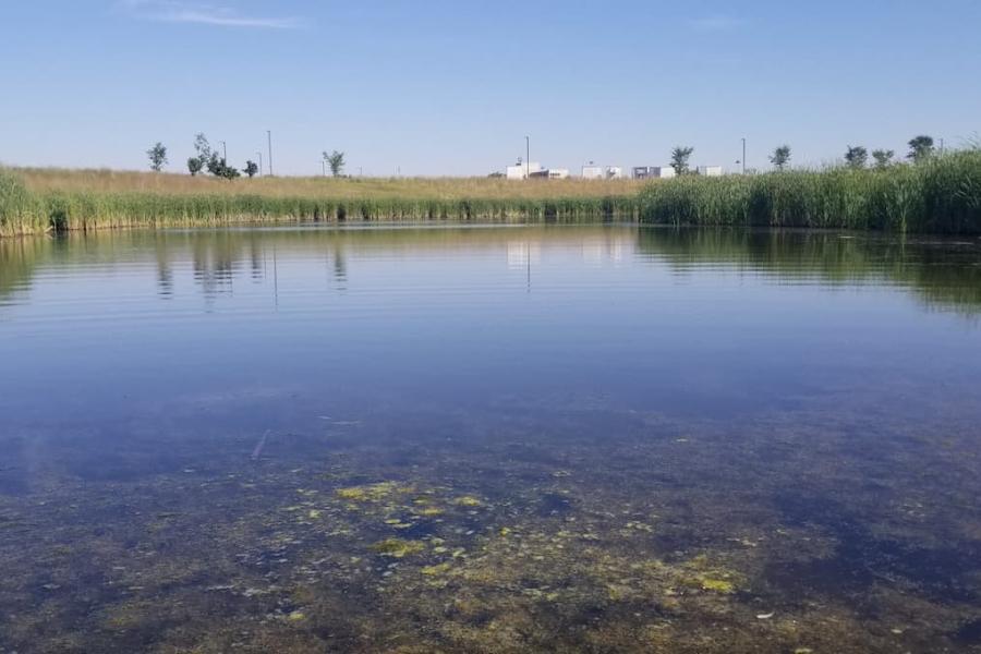 Looking at the calm waters of the west pond in Smartpark